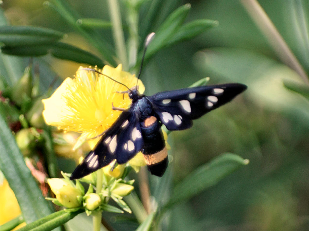 Amata phegea da confermare